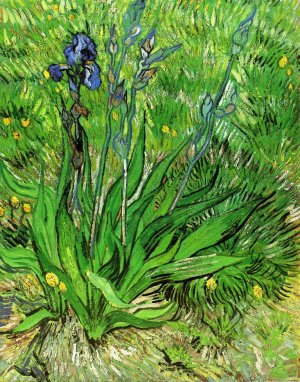 The Iris by Vincent van Gogh Oil Painting Reproduction